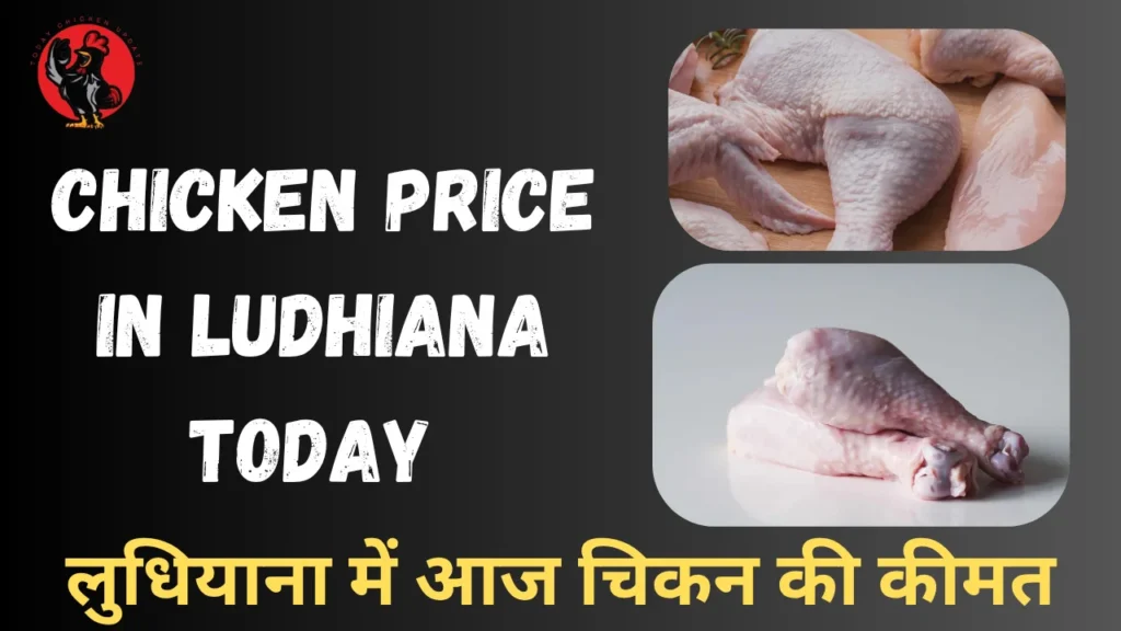 Chicken Price in Ludhiana Today 