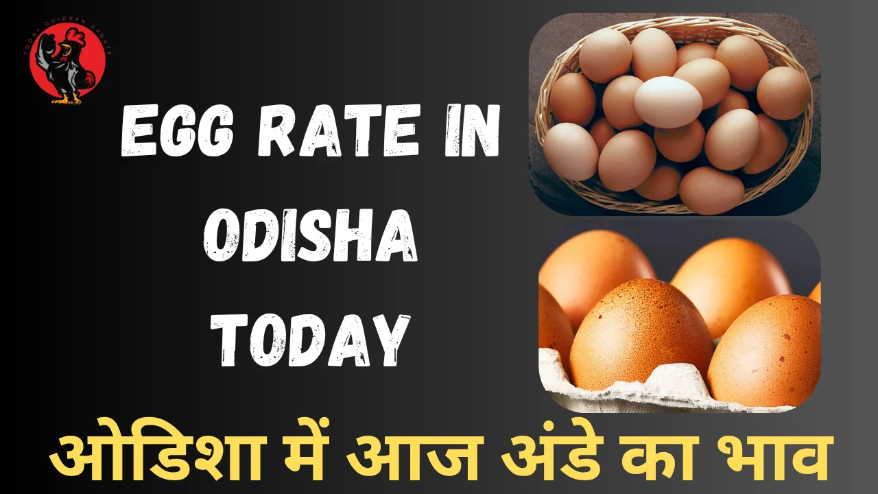 Egg Rate in Odisha Today