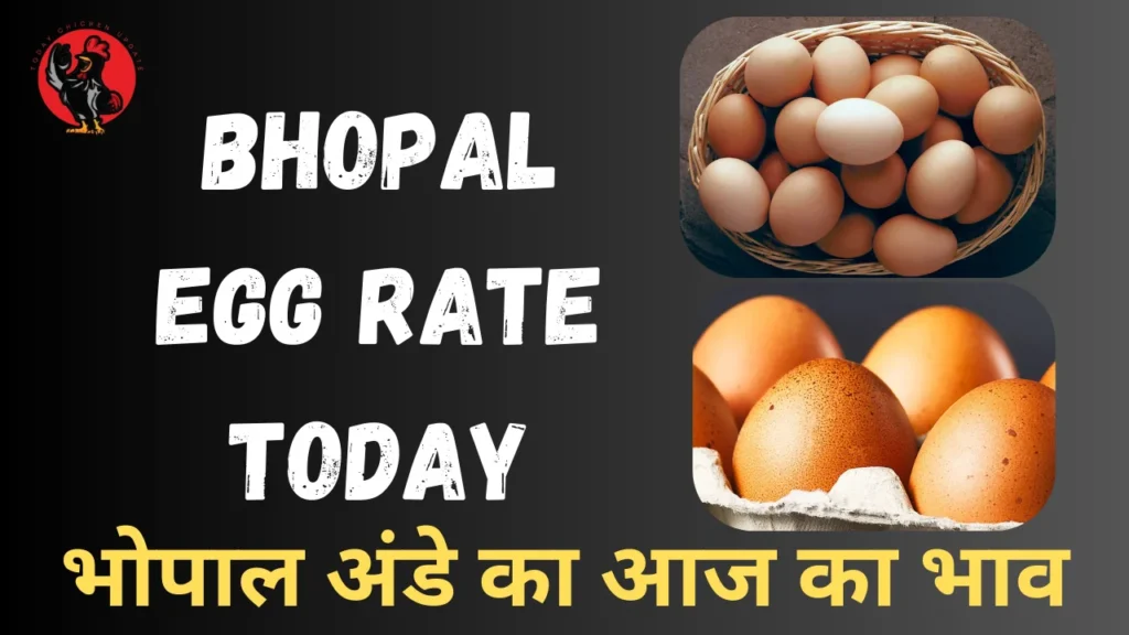 Bhopal Egg Rate Today