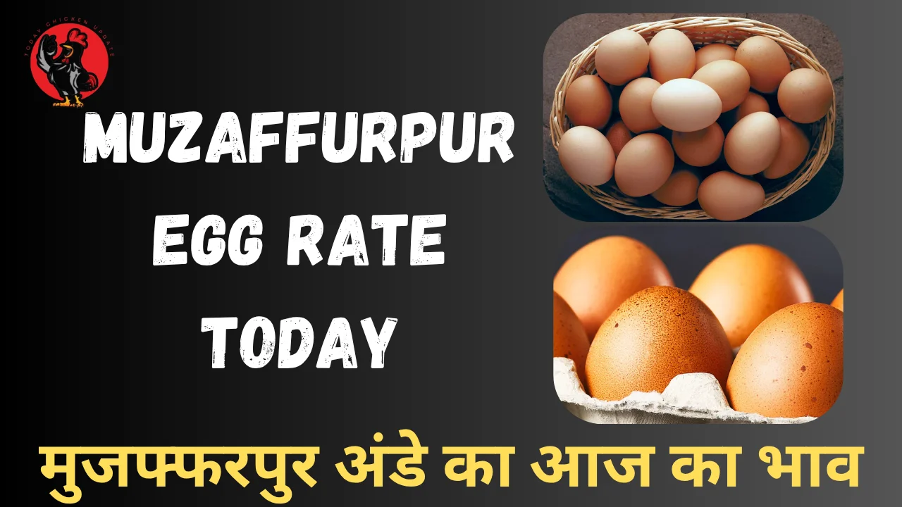 Muzaffurpur Egg Rate Today