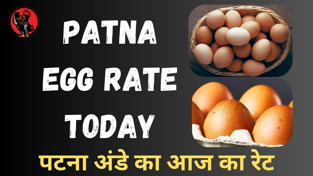 Patna Egg Rate Today